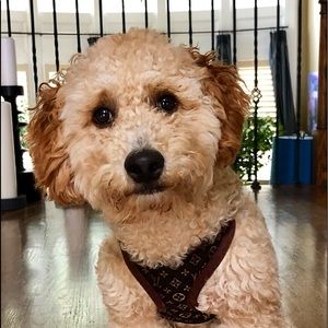 Meet your Posher, Troy